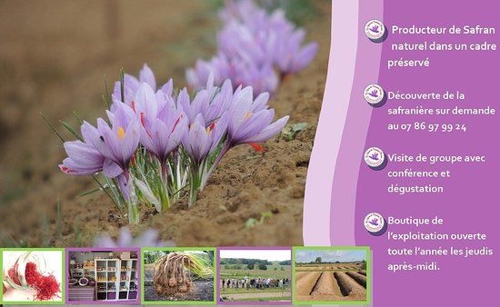 Le Safran du Nivernais Morvan