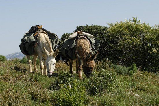 Asinerie des Corbières