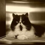 Chinees restaurant Paradijs