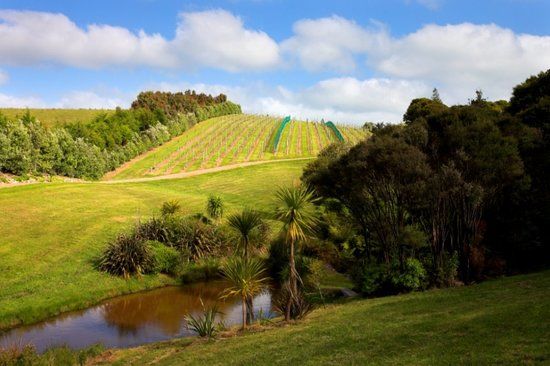 Peacock Sky Vineyard