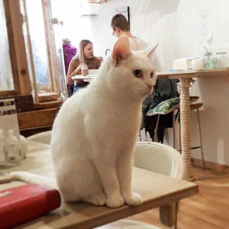 Pause Cat Cafe