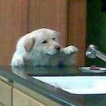 Boar Cross'n Bar and Grill