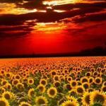 Great American Grill Restaurant