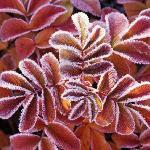 Bomboniere Doce Sonhos