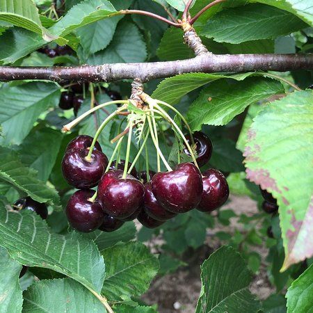 Ripe 'N' Ready Cherry Farm