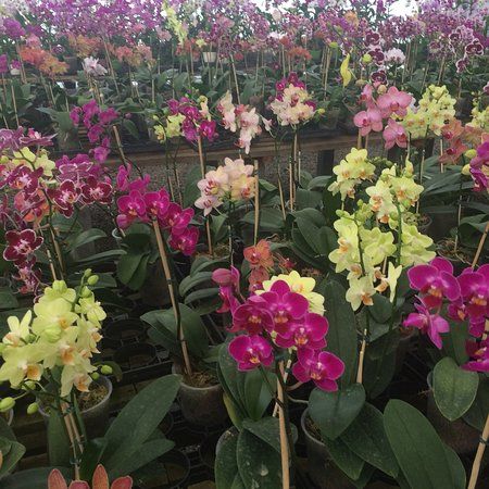 Orquidário Alvim Seidel