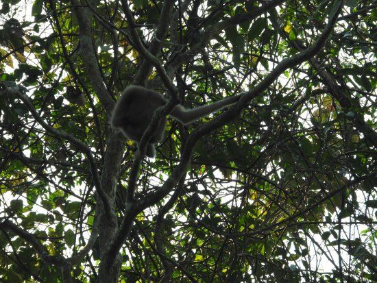 Hoollongapar Gibbon Sanctuary