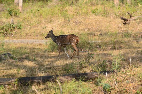 Madumalai Wildlife Sanctuary