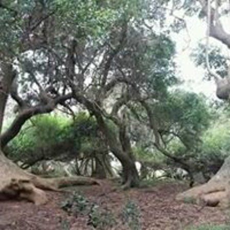 Bosque de Ombues