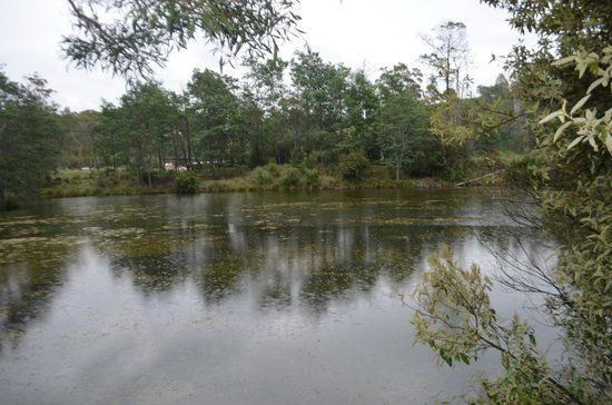 Warrawee Forest Reserve