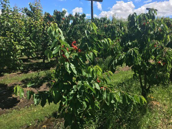 Orani Vineyard & Fruit Farm