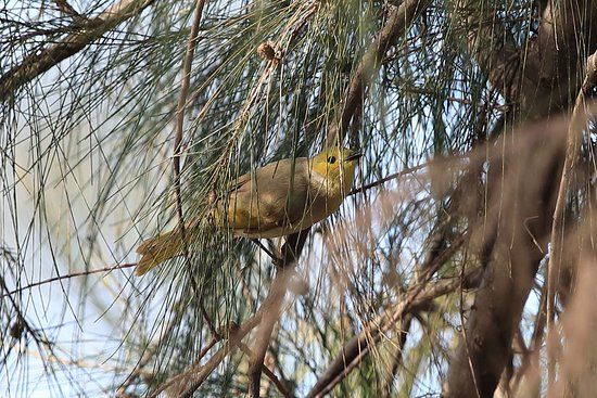 Putta Bucca Wetlands