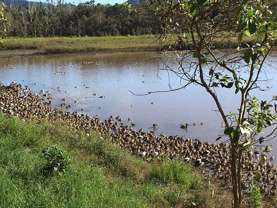 Hasties Swamp National Park