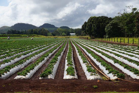 Shaylee Strawberries