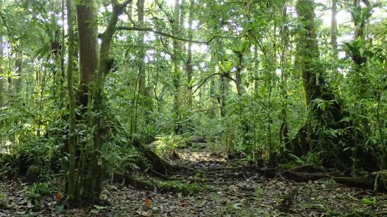 Yela Valley Ka Forest