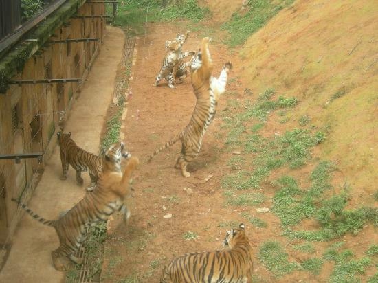 Yunnan Wildlife Park