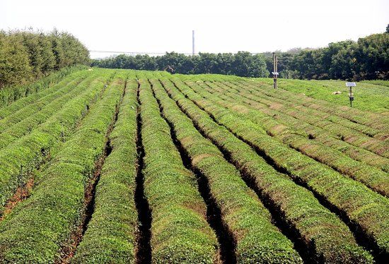 Fenghuanggou Scenic Resort