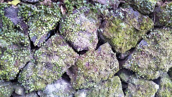 Hanazawa No Sato Community