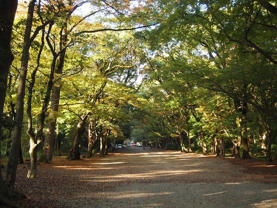 Tadasu No Mori Grove