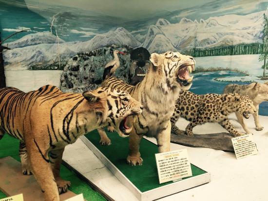 Tsuyama Nature & Mystery Museum