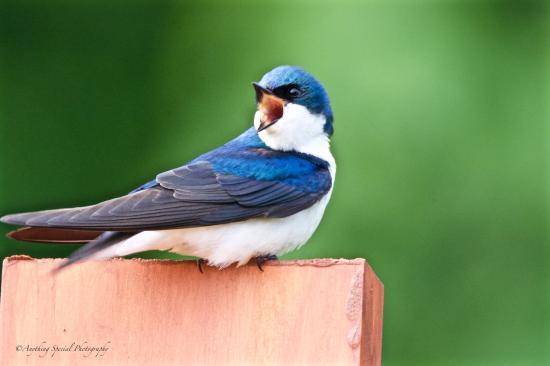 Lenoir Nature Preserve