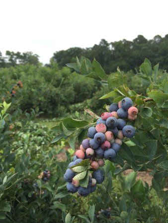 Carter Blueberry Farm