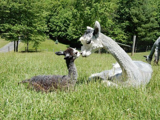 Landmark Farm Alpacas