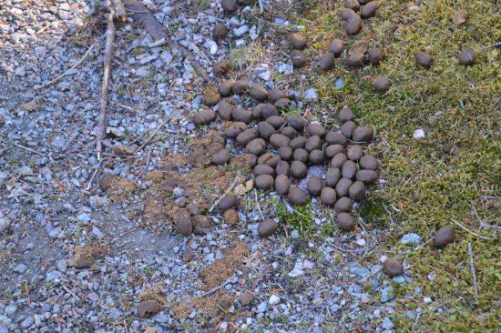 Berry Hill Pond Trail