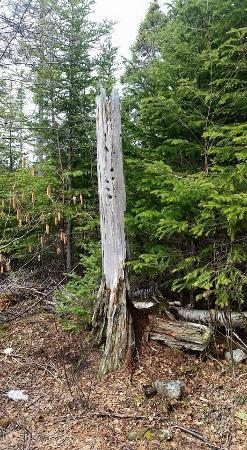 Thomas Howe Demonstration Forest