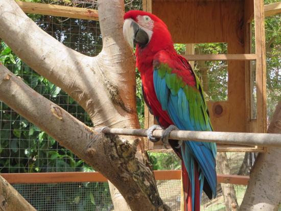 Spice Island Petting Zoo