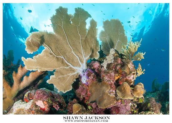 Shawn Jackson Gallery