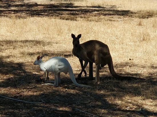 Bordertown Wildlife Park