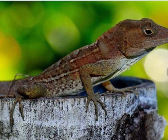 Parque Nacional Humedales del Ozama