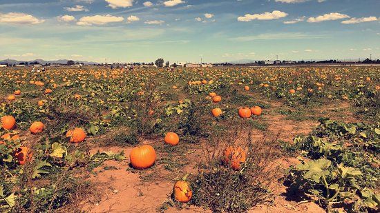 McCall's Pumpkin Patch