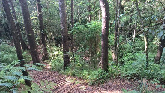 Forêt départementale-domaniale de Montravail