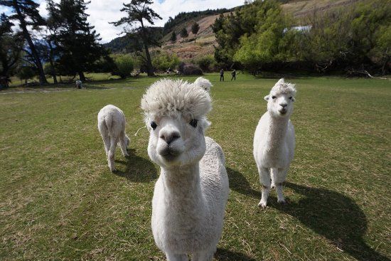 Glenorchy Animal Experience