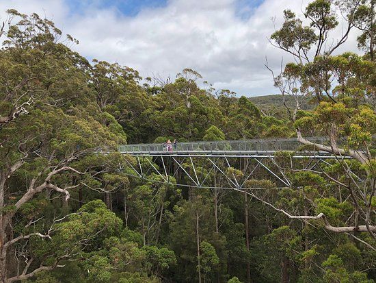 Valley of the Giants Tree Top Walk