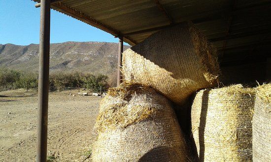 Gay's Guernsey Dairy