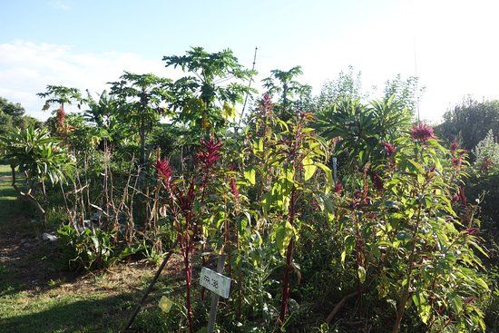 Mullumbimby Community Garden