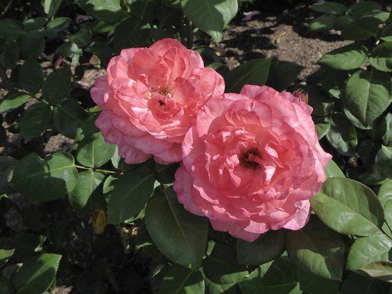 Te Awamutu Rose Gardens