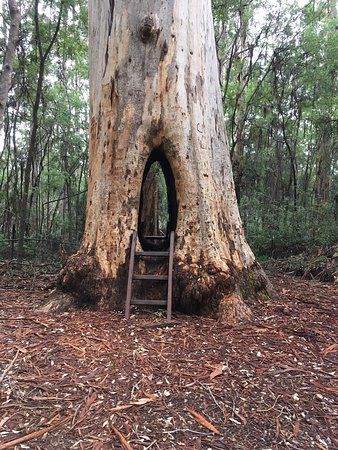 Greater Beedelup National Park