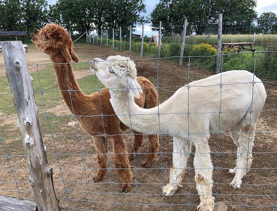 Alpacas Charlevoix