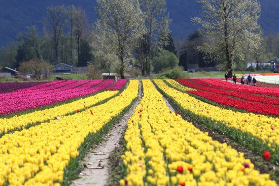 Chilliwack Tulip Festival