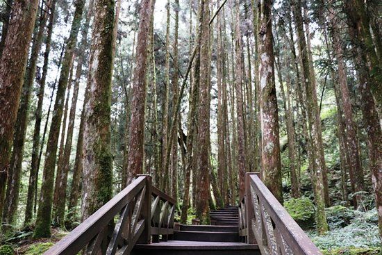 Alishan Sacred Tree Relics