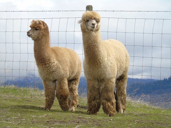 Camelot Haven Alpaca Farm