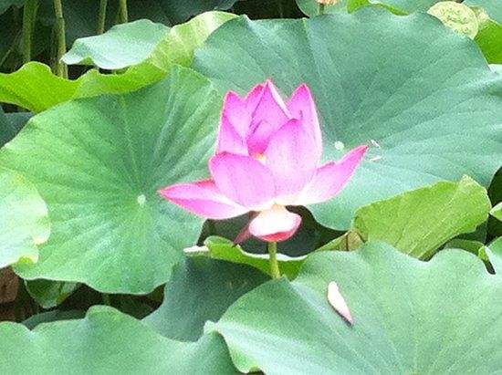 Parc Floral et Tropical de la Cour d'Aron
