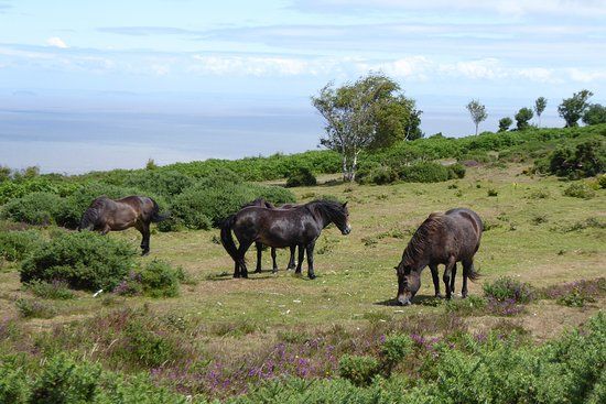 Dunster National Park Centre