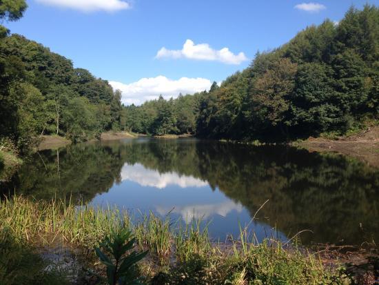 Penllergare Valley Woods