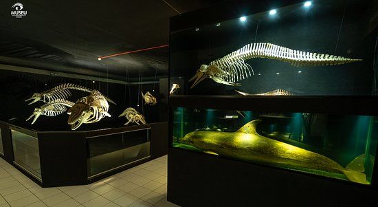 Oceanographic Museum Univali Movi