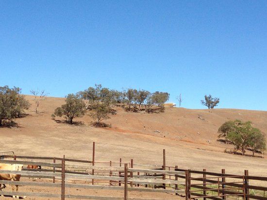 Jackeroo Ranch